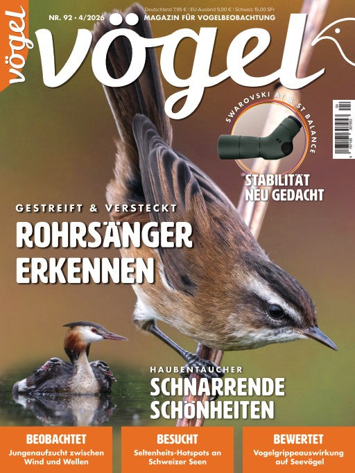 Vögel