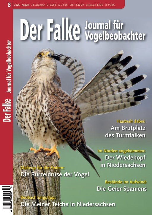 Falke