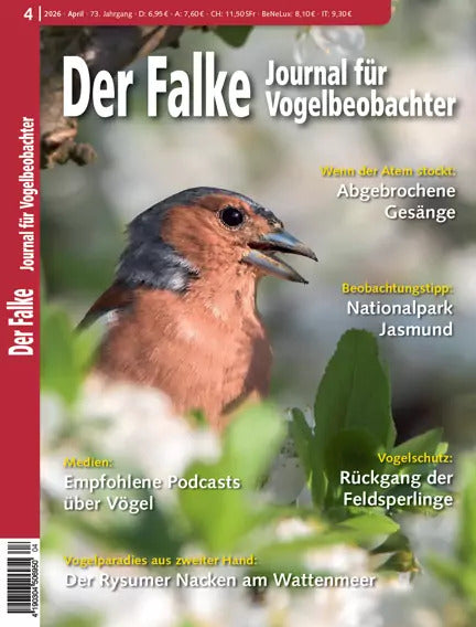 Falke